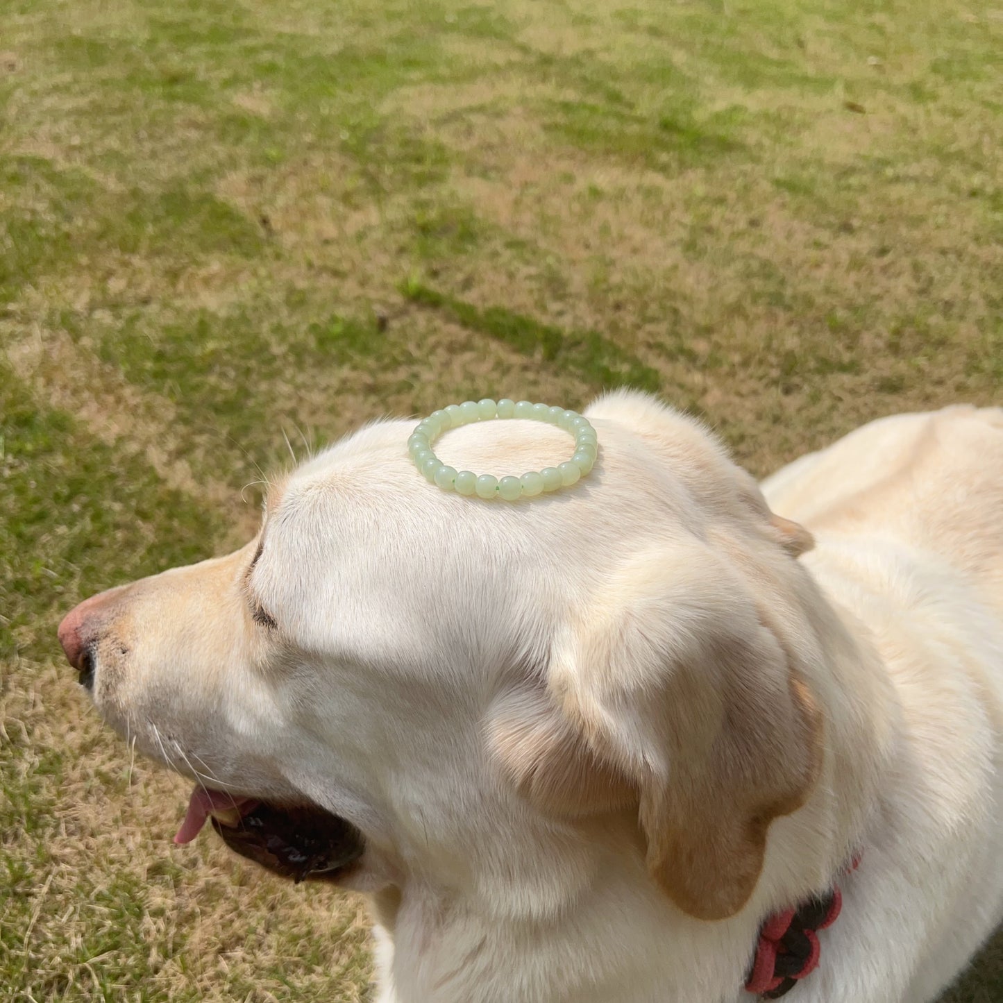 Beautiful Light Green Nephrite Bracelet High-Quality Hetian Jade | Natural Heart Chakra Healing Stone Jewelry